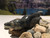nunavik seal with tongue out 41034 c