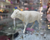 Breba Sheep Nodder white / Wackelfiguren studio brillantine toronto canada