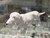 Breba Dachshund [Sausage Dog] Nodder white / Wackelfiguren studio brillantine toronto canada 2