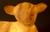 Heico Mary the lamb sheep night light studio brillantiine toronto canada 6