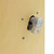 World Rhythm Natural Cajon Box Drum - Pack of 2