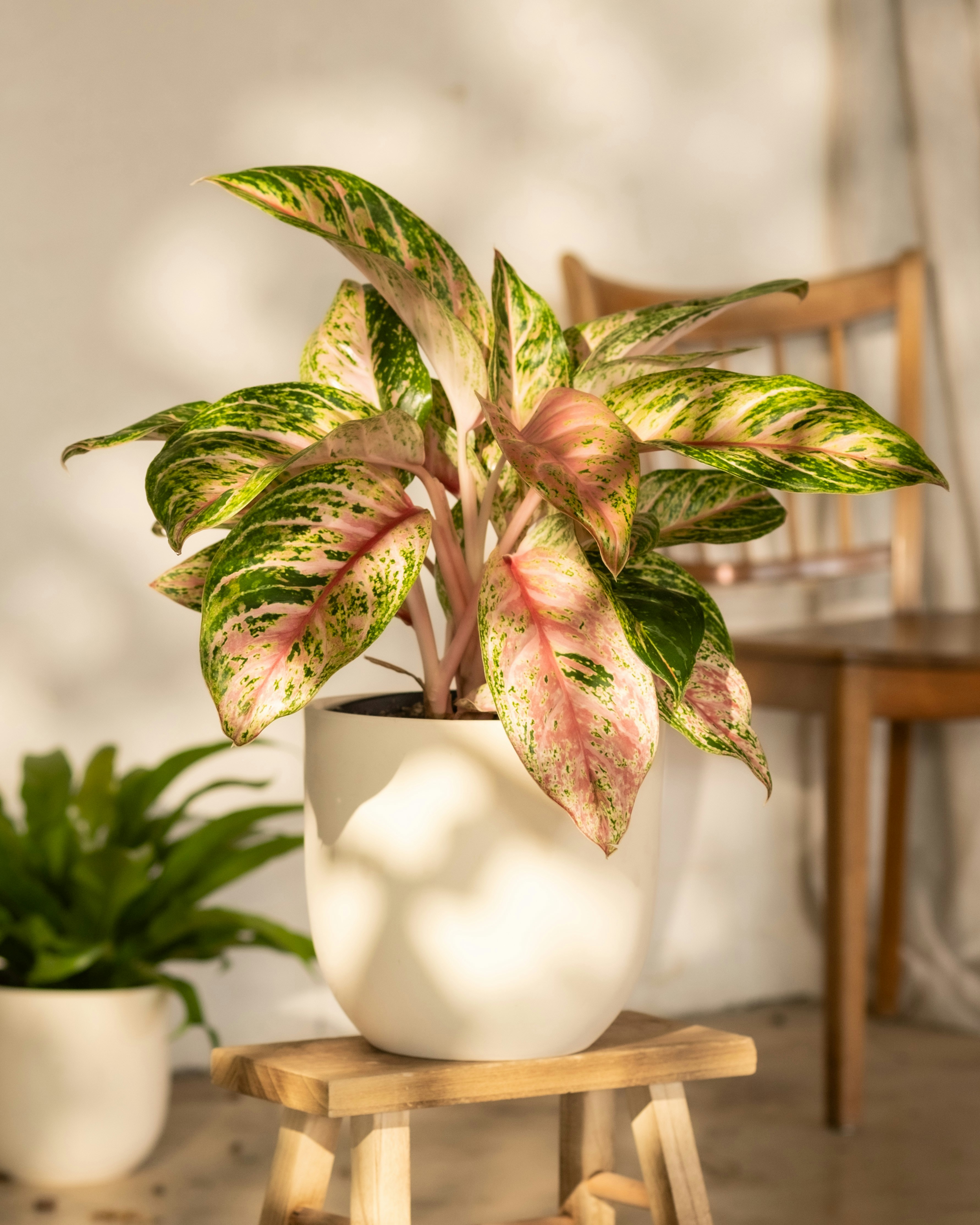 Chinese Evergreen