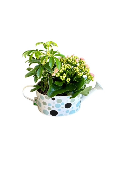 Watering Can Garden Winnipeg Florist Dragonfly Flowers