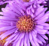 Dragonfly Flowers COVID-19 Update - March 27-2020