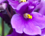 Dragonfly Flowers COVID-19 Update - March 18-2020