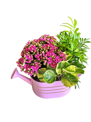 Watering Can Garden