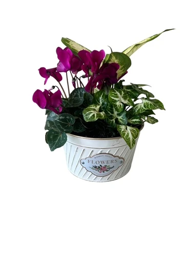 Small Flower market Planter