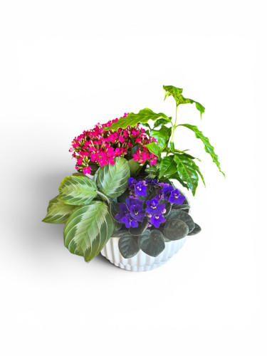 Dish Garden Plant
