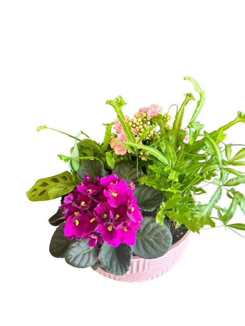   Large Dish Garden