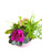   Large Dish Garden