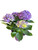 Blue Hydrangea Plant