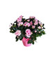 BLOOMING AZALEA PLANT  Rhododendron  hybrid