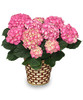 BLOOMING HYDRANGEA Plant Basket