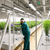 Stationary Ebb & Flow Greenhouse Bench for Indoor Farming - 52'L x 2'W - alternate view (624 in W x 0 in D x 24 in H)