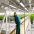 Stationary Ebb & Flow Greenhouse Bench for Indoor Farming - 76'L x 2'W - alternate view (912 in W x 0 in D x 24 in H)