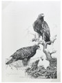 Jim Branscum Eagle Sketch High Quality Art Print 40981