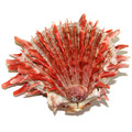Spiny Oyster Shell Spondylus Crassisquama Species 35527