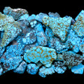 Best Arizona Turquoise Rough 37520