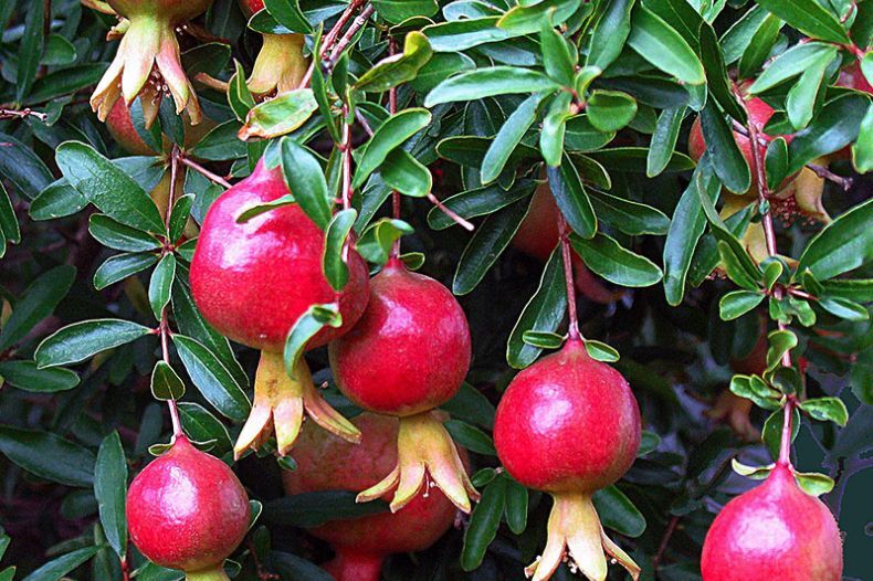 Pomegranates with Blossom