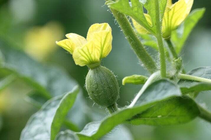 Young Melon with Flower Attached