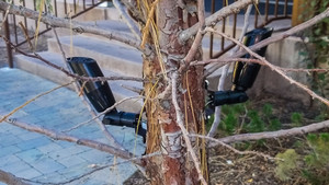 GUARDSMAN | Tree-Mounted Uplight GUARDSMAN | Tree-Mounted Uplight
