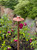 PATHFINDER6-29 Path Light with 6" Round Hat (Natural Copper)