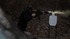 UXR .223 Wylde, 14.5" barrel w/ FRC Comp pin/weld