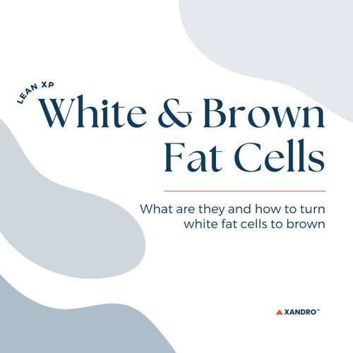 What is Brown Fat and How It Differs From White Fat