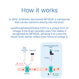 Science behind LPC Neuro