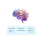 LPC Neuro