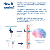 Science behind LPC Neuro Science behind LPC Neuro