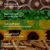 Xandro Lab Neuro X Key Ingredients