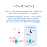 Science behind LPC Neuro