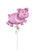 Anagram International Inc Pig -CD 