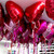 Sempertex Valentine Hearts Bundle 