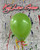 Sempertex 11in Standard Key Lime Green Balloon 