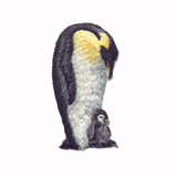 Emperor Penquin with Baby