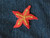 Star Fish Embroidered Iron On Patch Applique
Measures 2 1/4" across x 1 7/8" high