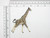 Giraffe Safari Iron On Embroidered Applique
Fully Embroidered 
Measures 3" across x 3 1/2" high approximately