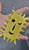 Abstract Rectangle Sun Iron On Embroidered Applique Metallic Gold