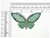 Butterfly Sheer Patch Glitter Dot Wings Iron On  Applique 2 3/4" x 1 5/8"