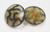 Button 7/8" (22mm) Black  on Gold Glitter Animal Print  - Per Piece