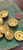 Vintage Gold Lion Face Shank Blazer Buttons 23.3mm
