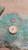 Embossed Leather Coat of Arms Buttons 25mm Shank Buttons per Piece