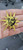 Golden Sun Face Embroidered iron On Appliques 6 Pack