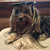 Yorkie in a graduation cap