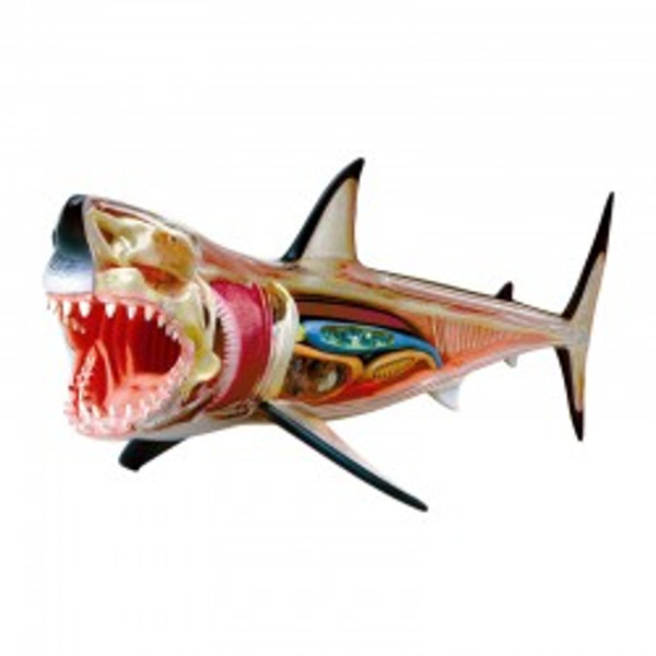 4 D Great White Shark Model