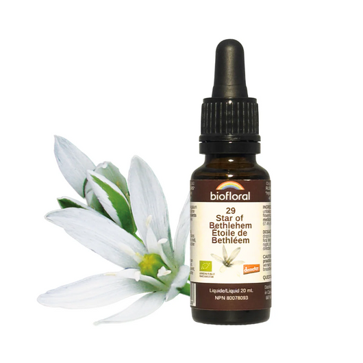 Biofloral Star of Bethlehem