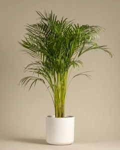 Palm