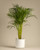 Palm
